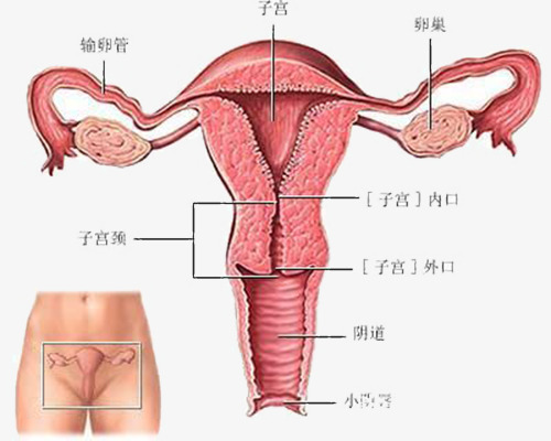 الحمل خارج الرحم اعراضه - كيف تعرفي ان حملك خارج الرحم 2058 1