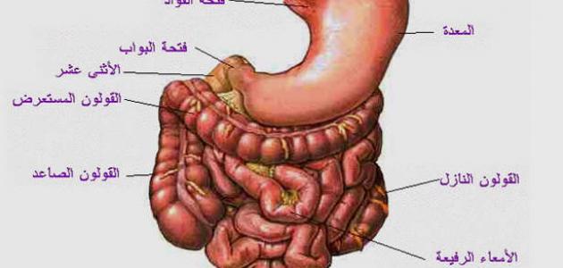 تعرف علي جهاز مهم في جسمك - مكونات الجهاز الهضمي 1477 3