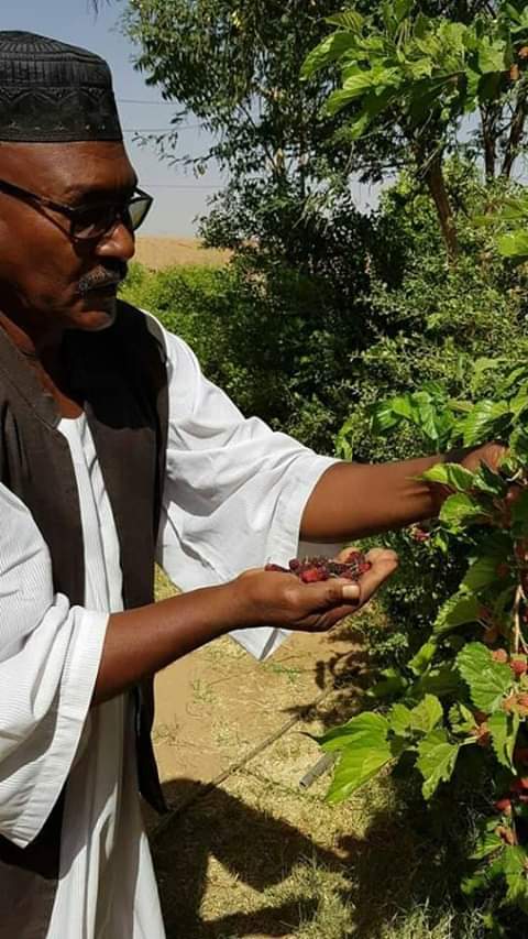 صور شباب سودانين - شباب من السودان 2143 14