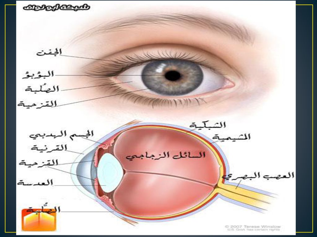 تعرف على كل شئ بداخل العين - اجزاء العين البشرية بالصور 2802 1