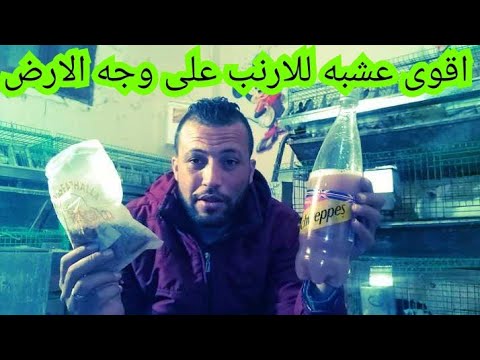 فوائد عشبة الارنب