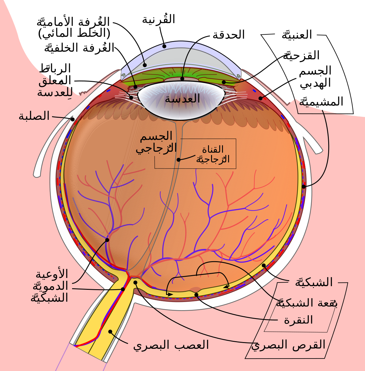 تعرف على كل شئ بداخل العين - اجزاء العين البشرية بالصور 2802