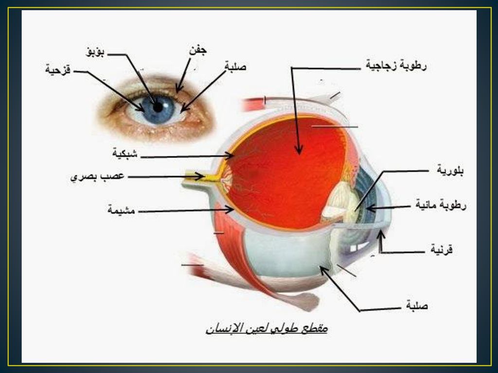 تعرف على كل شئ بداخل العين - اجزاء العين البشرية بالصور 2802 4