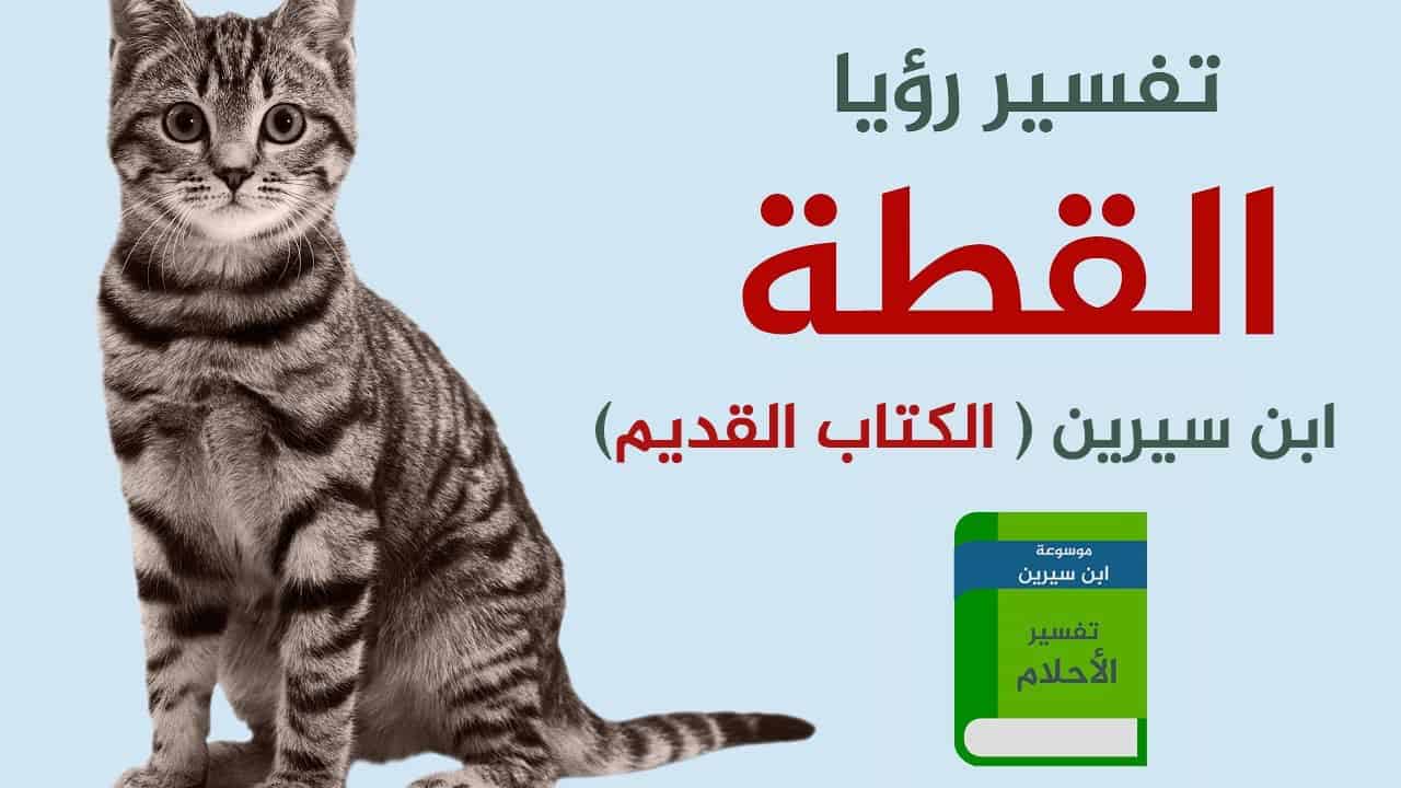 تفسير حلم القطة الصغيرة - حلمت بقطة صغيرة 598 3