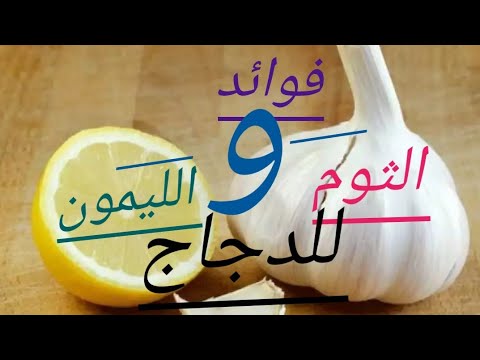 علاج الدجاج بالثوم - الثوم العلاج السحرى لكل امراض الدجاج 3389 3