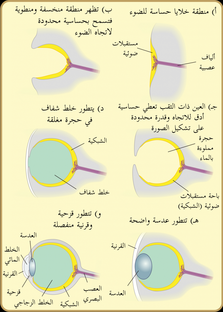 تعرف على كل شئ بداخل العين - اجزاء العين البشرية بالصور 2802 1