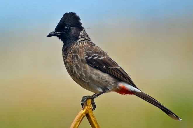 معلومات عن البلبل , من هو طائر العندليب