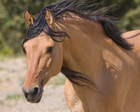 الخيل في الرؤي و الاحلام - تفسير حلم الخيل 2748 4