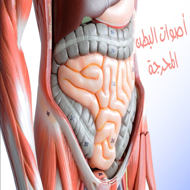 اسباب صوت البطن - اصوات البطن المحرجة اسبابها وعلاجها 3174 1