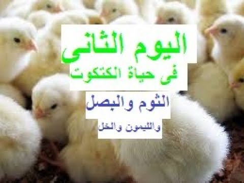 علاج الدجاج بالثوم - الثوم العلاج السحرى لكل امراض الدجاج 3389 1