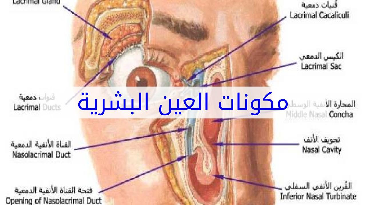 تعرف على كل شئ بداخل العين - اجزاء العين البشرية بالصور 2802 3