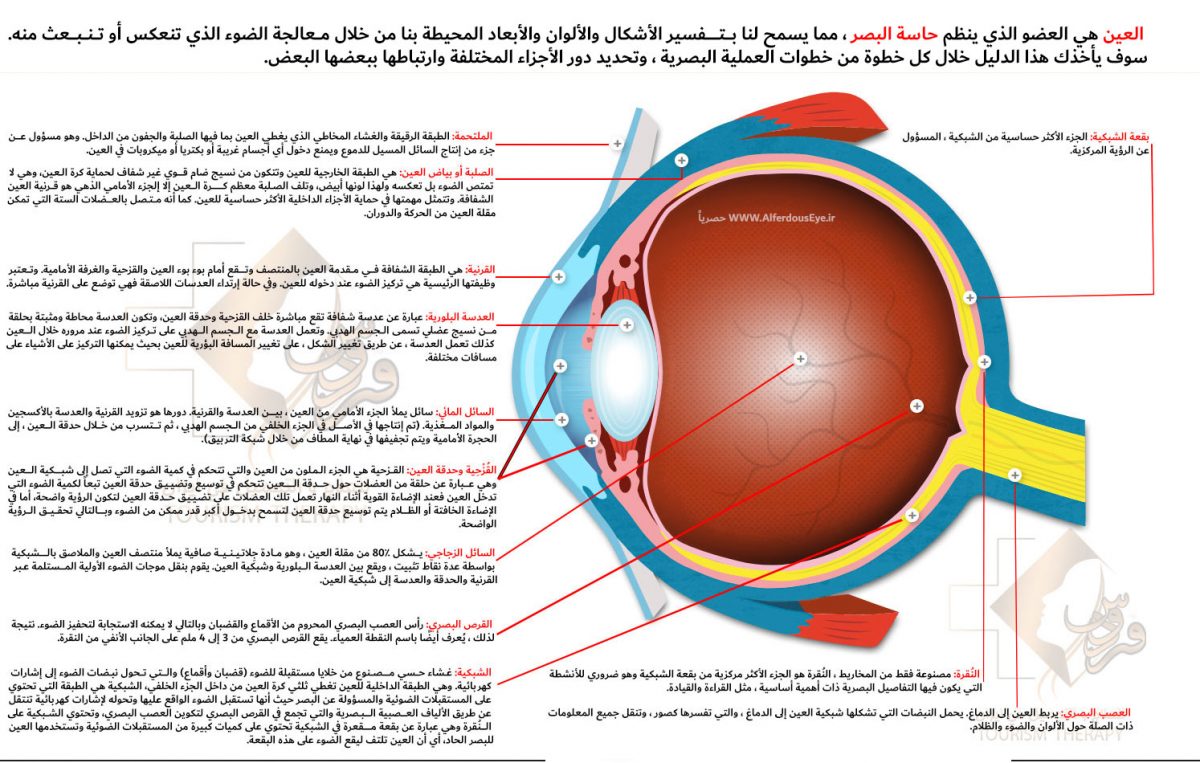 تعرف على كل شئ بداخل العين - اجزاء العين البشرية بالصور 2802 2