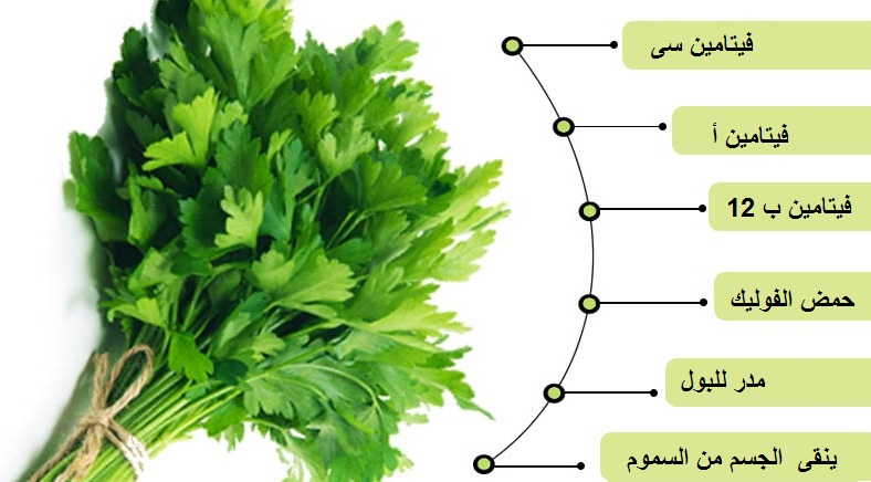 علاج الكلى بالبقدونس , المداومة على شرب مغلي البقدونس تحمي من اخطر الامراض