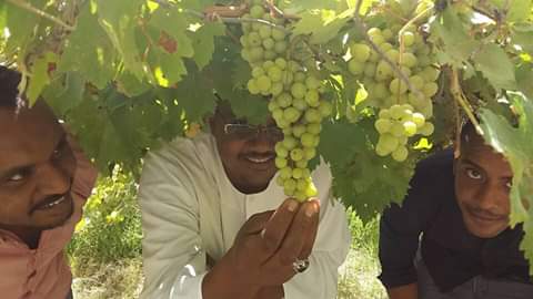 صور شباب سودانين - شباب من السودان 2143 8