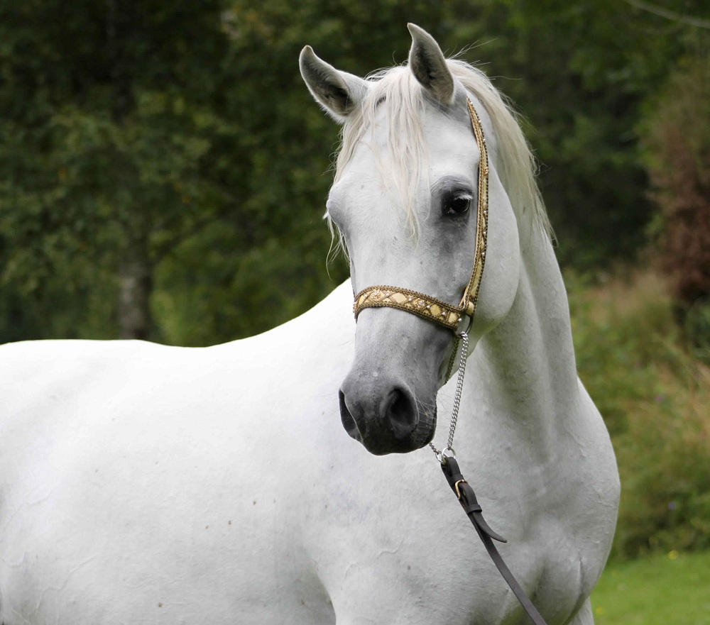 اجمل الخيول العربية - اشهر الخيول العربية 3814 3