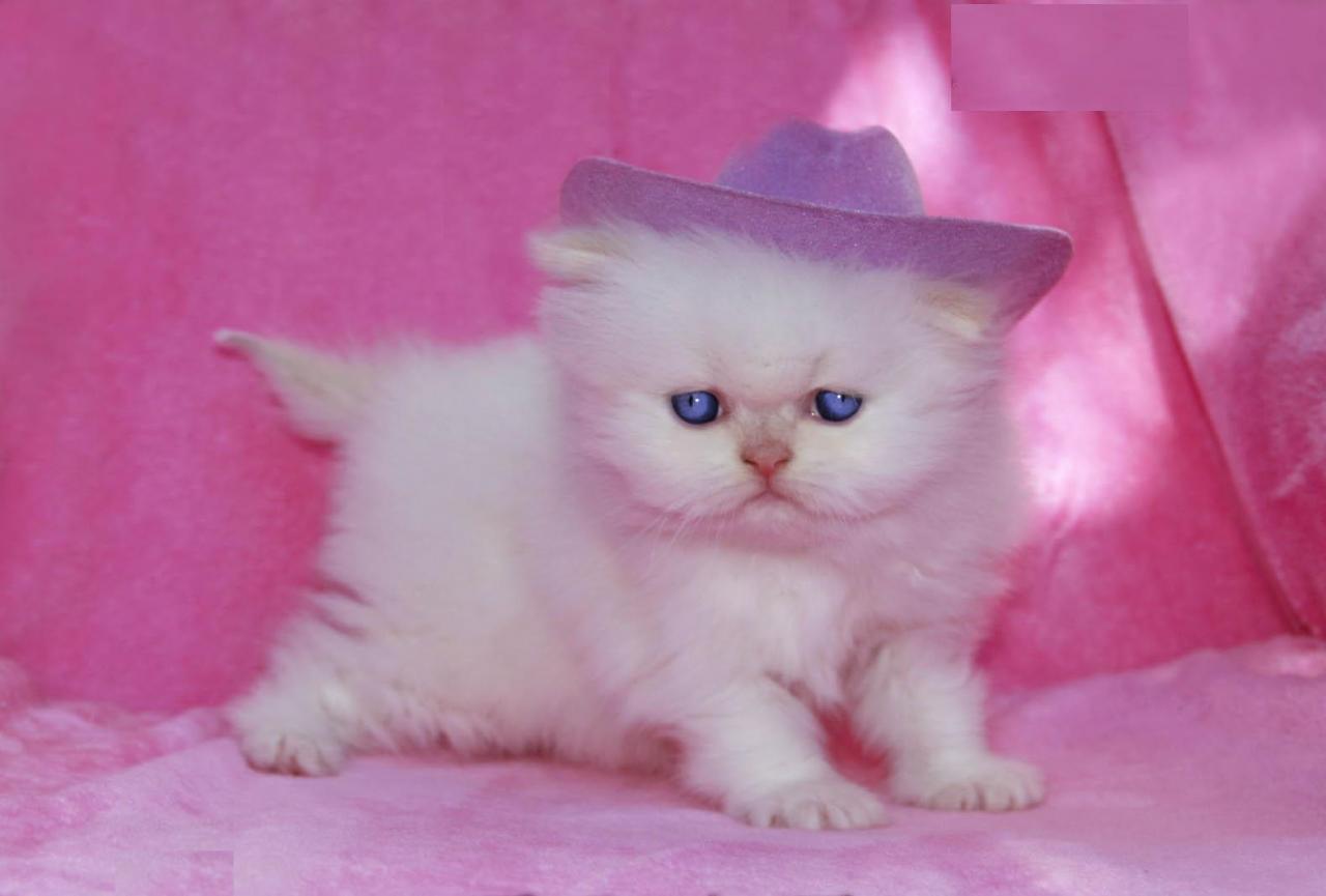 قطط صغيرة كيوت , اجمل القطط الصغيره الجميله - عزه و ثقه