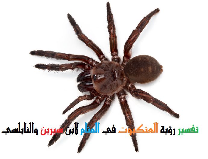 عضة العنكبوت في المنام , حلمت فى عنكبوت عضنى