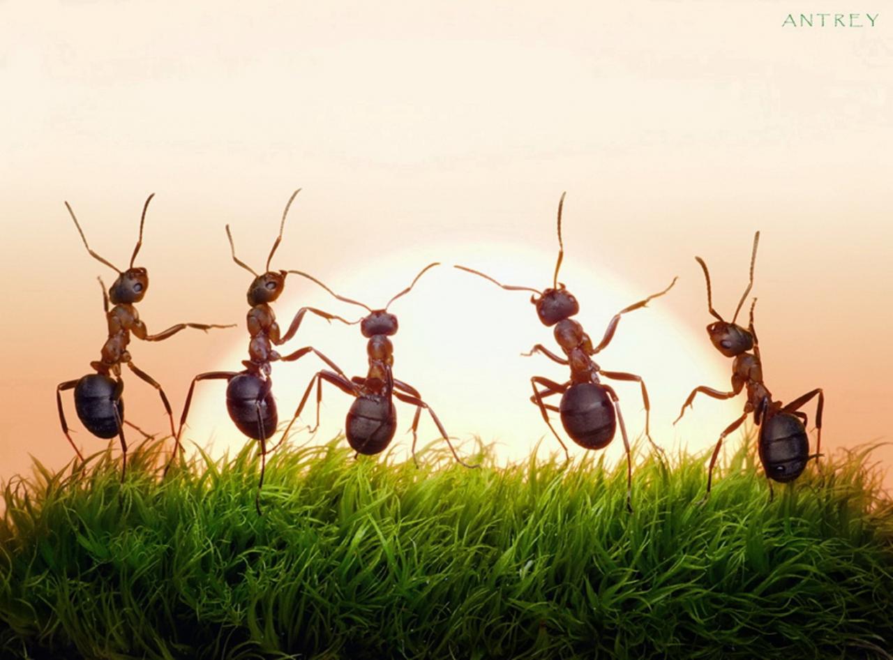 طريقة للقضاء على النمل , التخلص من الذر عزه و ثقه