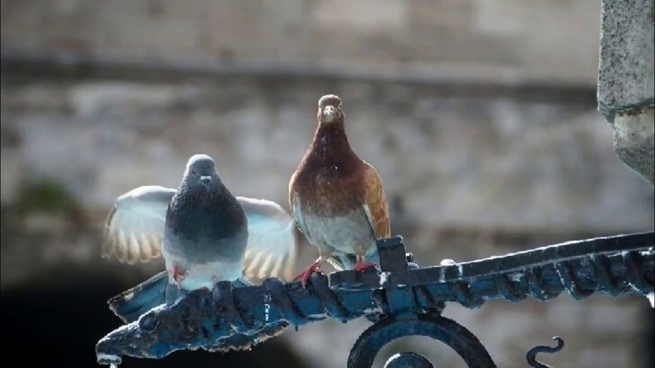 الحمام الصغير فى المنام , رؤية حمام صغير في حجرتى للعالم ابن سيرين