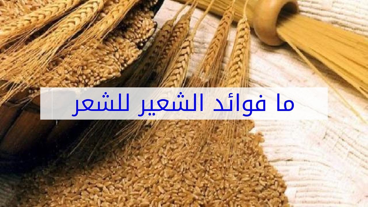 فوائد الشعير للشعر والبشرة , شعر وبشره رائعين بمكون موجود في كل بيت