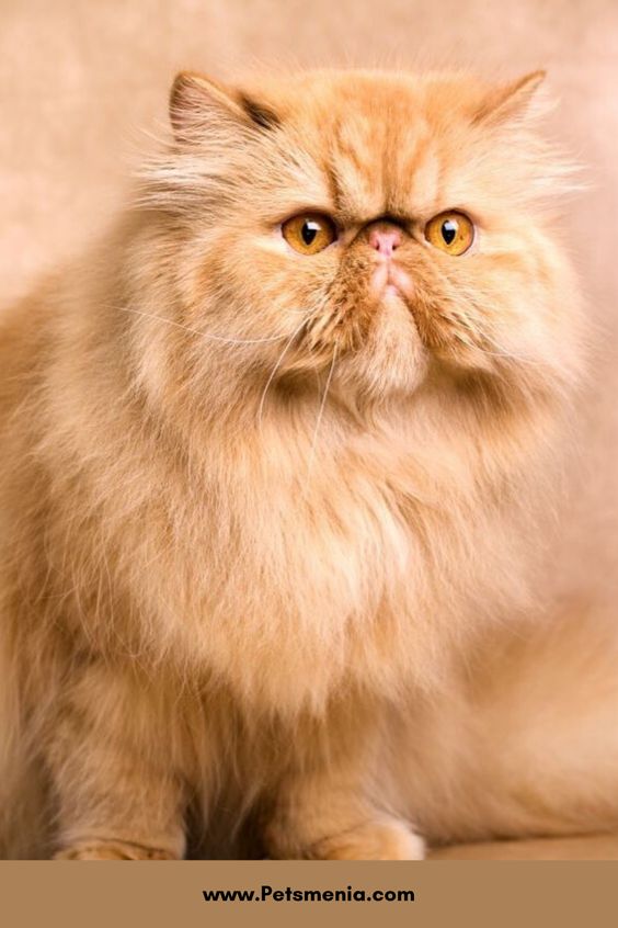 قطط شيرازي في قمة الجمال , حركات القطط الشيرازى - عزه و ثقه