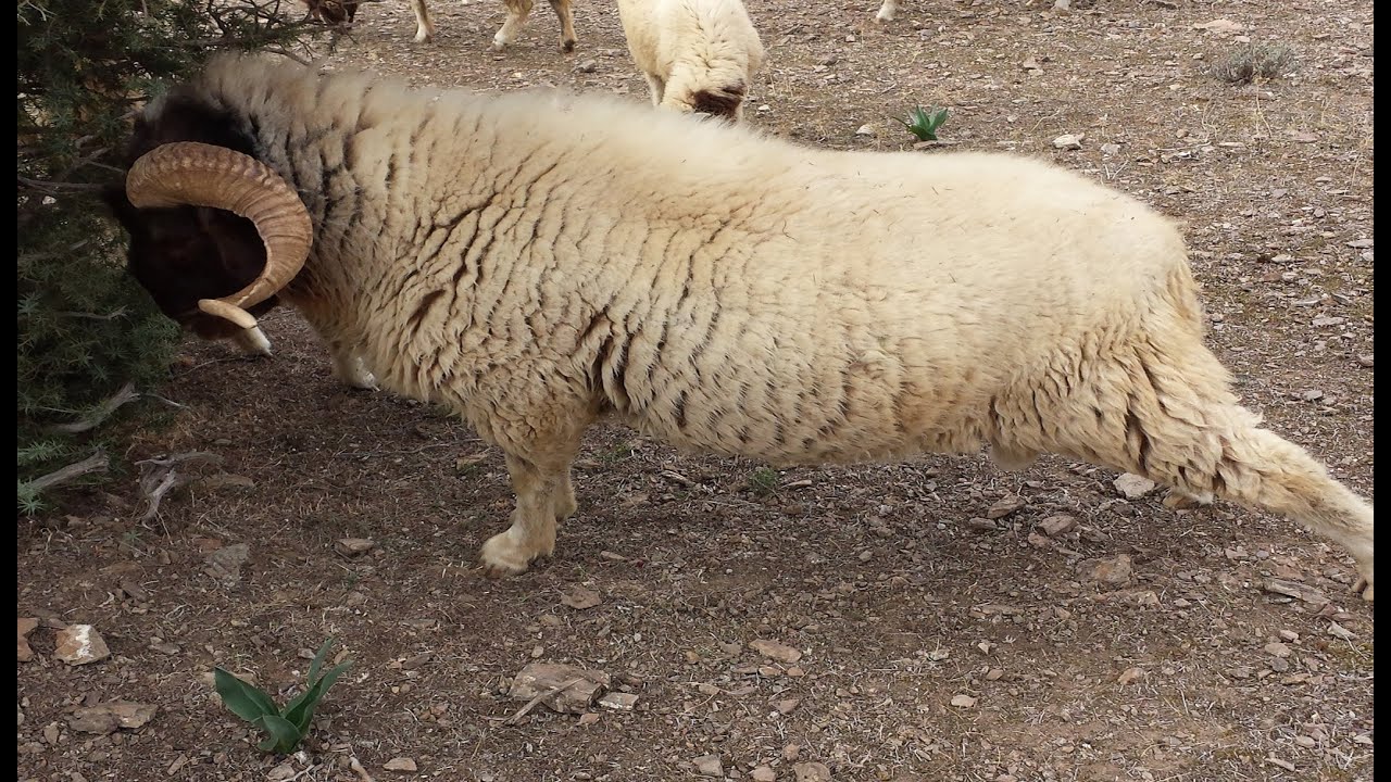 حلمت بوجود كبش فما التفسير , الكبش في المنام